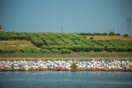 Περιοχές Natura και αιγιαλός ροκανίζονται στο πολυνομοσχέδιο σκούπα