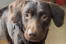 Coco: Ο πρώτος σκύλος που απεξαρτήθηκε από το αλκοόλ