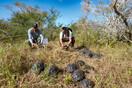 Γκαλαπάγκος: 86 εκτρεφόμενες σε αιχμαλωσία χελώνες απελευθερώθηκαν στο φυσικό τους περιβάλλον