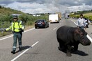 Φορτηγό συγκρούστηκε με ιπποπόταμο του Πάμπλο Εσκομπάρ- Νεκρό το ζώο, έζησε ο οδηγός