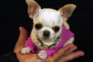 ‘Small like a ball’: Pearl the chihuahua becomes world’s shortest dog