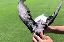Ταριχευμένα πουλιά μετατρέπονται σε drones 
