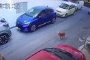 Κρήτη: Πάσχα στο κρατητήριο για την οδηγό που χτύπησε σκύλο- «Νόμιζα ότι είχε φύγει»