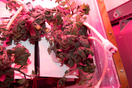 NASA: Έρχονται οι πρώτες ντομάτες που αναπτύχθηκαν στο διάστημα-LIVE 