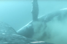 Βίντεο απαθανατίζει φάλαινες να κάνουν «σπα» στη θάλασσα 
