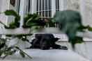 Θεσσαλονίκη: Πρόστιμο 30.000 ευρώ γιατί σκότωσε σκύλο - Υποστηρίζει ότι του επιτέθηκε