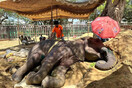 Πέθανε 17χρονη ελεφαντίνα σε ζωολογικό κήπο του Πακιστάν - Καταγγελίες για αμέλεια