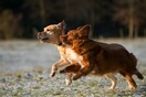 Γρίπη των σκύλων: Πόσο πιθανό είναι να μεταδοθεί στον άνθρωπο-Νέα μελέτη 