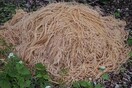 Κάποιος πέταξε εκατοντάδες κιλά μακαρόνια σε δάσος του Νιου Τζέρσεϊ