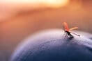 Μισείτε τα κουνούπια; Ένα συγκεκριμένο άρωμα μπορεί να τα κρατήσει μακριά