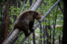 Αναστάτωση στη Χαλκιδική: Αρκούδα σπάει συνεχώς κυψέλες και τρώει το μέλι