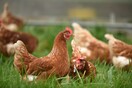 Ρίσι Σούνακ: Όχι στο χλωριωμένο κοτόπουλο και το μοσχαρίσιο κρέας που έχει υποστεί ορμονική επεξεργασία