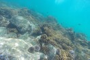 Ερυθρά Θάλασσα: Επιδημία σκοτώνει τους αχινούς - Σε κίνδυνο τα κοράλλια