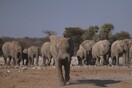 Καμερούν: Διψασμένοι ελέφαντες 