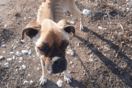 Σκύλος βρέθηκε δεμένος και αποστεωμένος στην Ηλεία