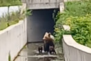 Απεγκλωβίστηκαν τρεις μικρές αρκούδες που είχαν παγιδευτεί σε κανάλι στη Φλώρινα