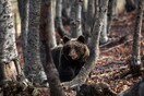 Θεσσαλονίκη: Αρκούδα εμφανίστηκε κοντά σε αυλές σπιτιών- Ζημιές σε μελίσσια και κτήματα