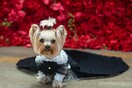 Μετά το Met Gala, έρχεται το Pet Gala: Σκύλοι και γάτες ντυμένοι celebrities στο κόκκινο χαλί