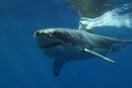 Καρχαρίας επιτέθηκε και σκότωσε 24χρονο κολυμβητή