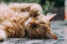 CAT EXPO 2023: Στις 17 και 18 Ιουνίου η Έκθεση Μορφολογίας Γάτας