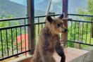 Μία μικρή αρκούδα σε μπαλκόνι, στην Πίνδο- «Λυπηρό»