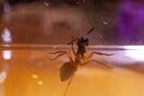 Η σεξουαλική ζωή μιας αποικίας μυρμηγκιών άφησε χωρίς ίντερνετ ένα ολόκληρο χωριό 