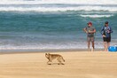 Boy, 10, bitten and dragged under water in dingo attack on K’gari beach