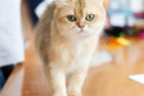 CAT EXPO 2023: Πραγματοποιήθηκε η Έκθεση Μορφολογίας Γάτας