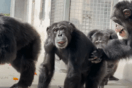 Η στιγμή που χιμπατζής βλέπει για πρώτη φορά τον ουρανό