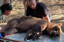 Φλώρινα: Εντόπισαν αρκούδα που «έκλεβε» κοτέτσια – Την επανένταξαν στο δάσος