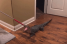 ‘It was quite an experience’: Alligator sneaks into couple’s home through doggy door