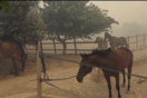 Φωτιά στον Κουβαρά: Εγκλωβισμένα τα άλογα στον Ιππικό Όμιλο Αναβύσσου