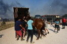 Φωτιά στον Κουβαρά: Επιχείρηση μεταφοράς ζώων από το πύρινο μέτωπο