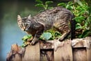 Κύπρος: Επιδημία κορωνοϊού χτυπά τις γάτες- Τι λένε οι κτηνίατροι