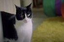 O Zebby είναι η «γάτα της χρονιάς» γιατί «ακούει» για λογαριασμό της κωφής κηδεμόνα του 