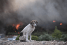 Φωτιά στην Οινόη: Ένας σκύλος, με φόντο τις φλόγες- «Στάθηκε και με κοίταγε»