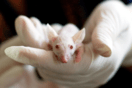 Έρευνα: Το αίμα των νεαρών ποντικιών αναζωογονεί τα γερασμένα