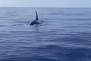 «Είναι μεγάλη, σε βλέπει»: Η στιγμή που φάλαινα προσεγγίζει ψαράδες