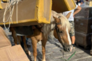 Γαϊδούρια κουβαλούν βαριά αντικείμενα στην Ύδρα- Οργή για το νέο περιστατικό κακοποίησης ζώων