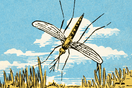 mosquito