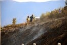 Φωτιά σε δασική έκταση μετά τα διόδια Ελευσίνας - Μέτωπο και στη Σκιάθο