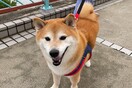 Πέθανε ο Τσιμς - Ο viral σκύλος του διαδικτύου έπειτα από μάχη με τον καρκίνο