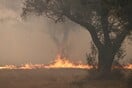 Φωτιά στον Έβρο: Δυο παιδιά ανάμεσα στους 18 απανθρακωμένους στο δάσος της Δαδιάς