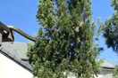 Αυστραλία: Η στιγμή που πύθωνας 5 μέτρων γλιστρά από τη στέγη σπιτιού