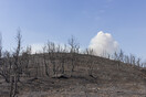 Greenpeace: «Δεν ξέρουμε ακόμα αν έχει μείνει κάτι από το δάσος της Δαδιάς»