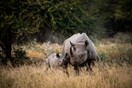 Conservationist group African Parks to free 2,000 rhinos from South Africa farm