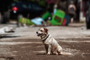 Κακοκαιρία: Μεγάλη επιχείρηση για τα ζώα στις πληγείσες περιοχές 