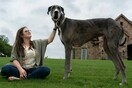 Πέθανε ο ψηλότερος σκύλος στον κόσμο - Έπαθε πνευμονία μετά από επέμβαση για καρκίνο
