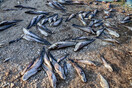 Νεκρά ψάρια στους δρόμους περιοχών της Θεσσαλίας μετά τις πλημμύρες 