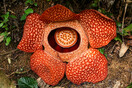 The world’s largest – and stinkiest – flower in danger of extinction, scientists say